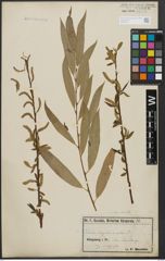 Foto von Salix alba L. x Salix fragilis L.
